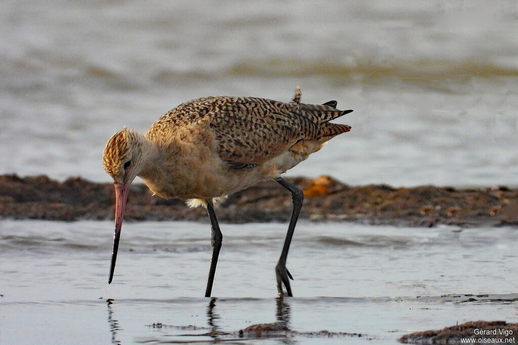 Barge marbréeadulte