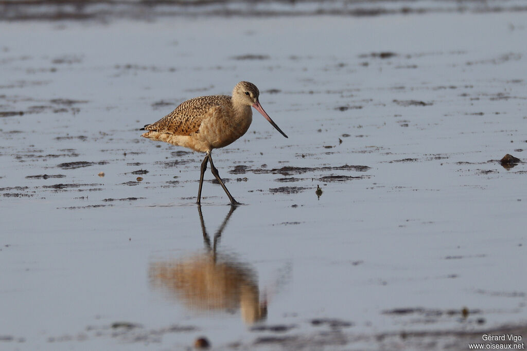 Barge marbréeadulte