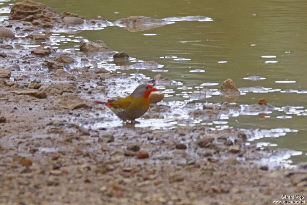 Beaumarquet melba mâle adulte