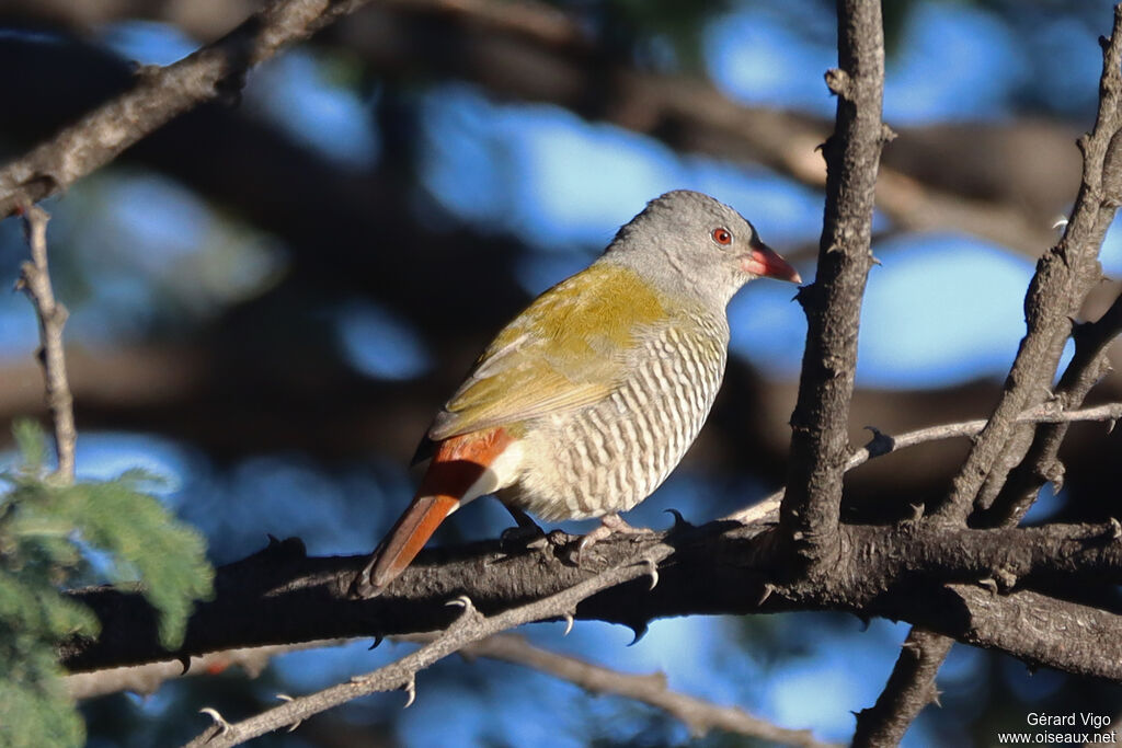 Beaumarquet melba femelle adulte