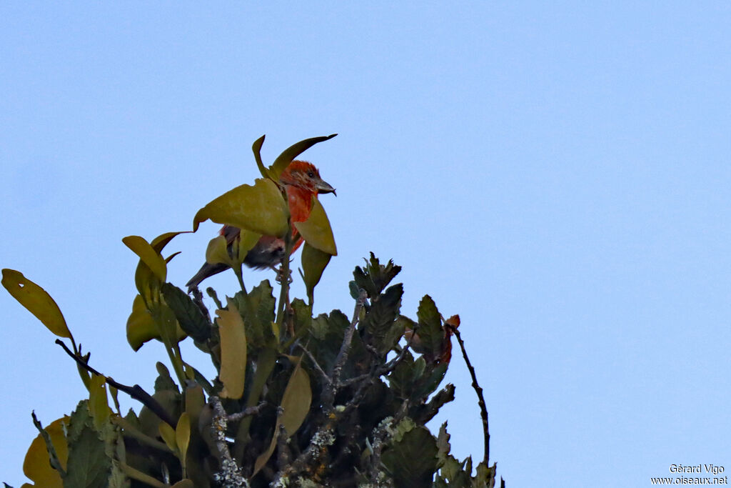 Bec-croisé des sapins mâle