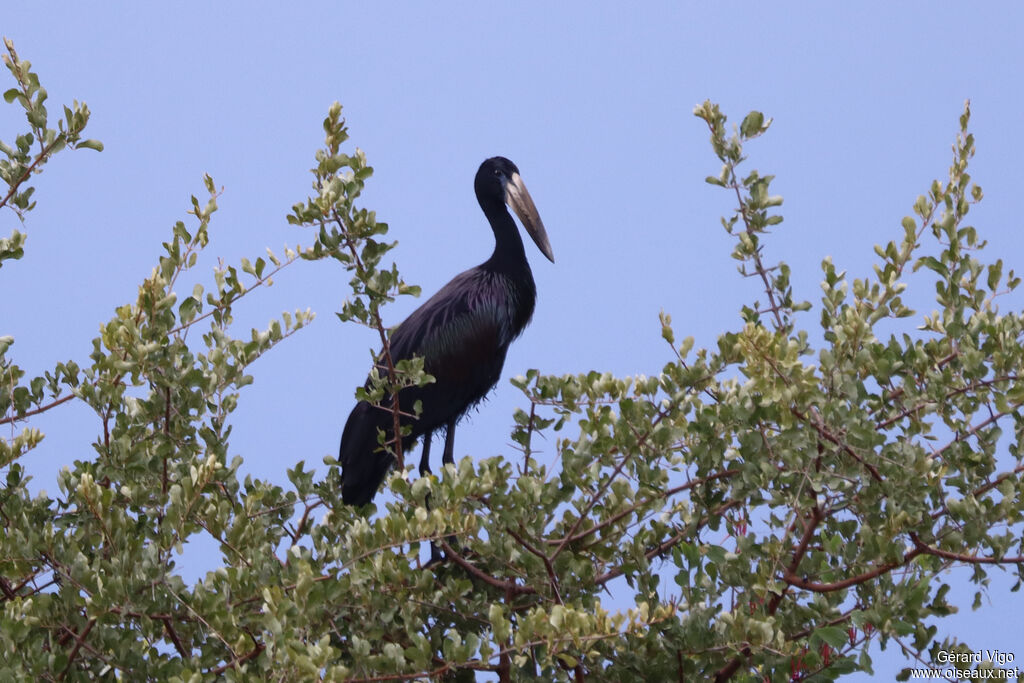 Bec-ouvert africainadulte