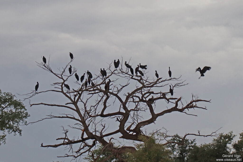 Bec-ouvert africainadulte