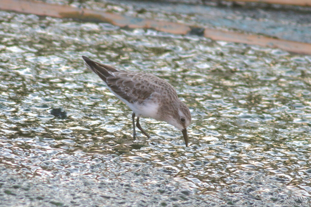 Little Stint