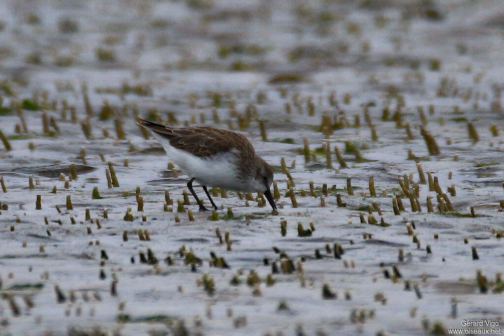 Semipalmated Sandpiperadult