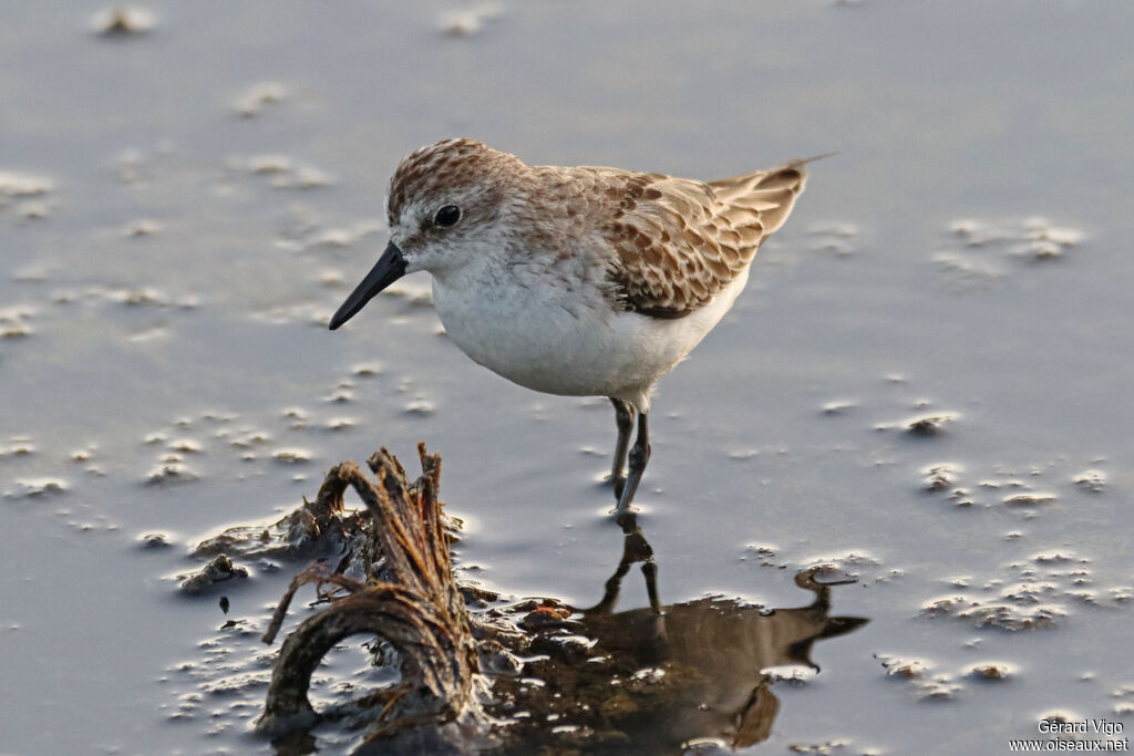 Semipalmated Sandpiperadult