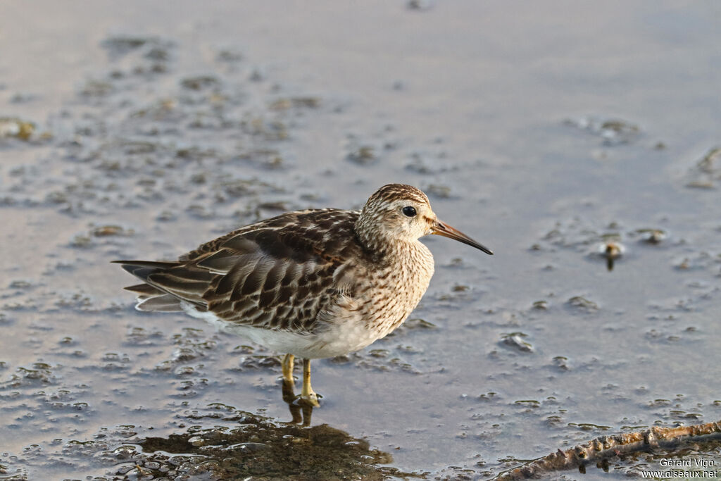 Pectoral Sandpiperadult