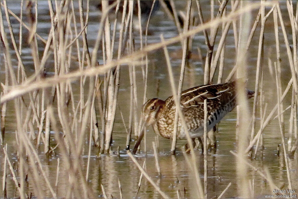 Bécassine de Wilsonadulte