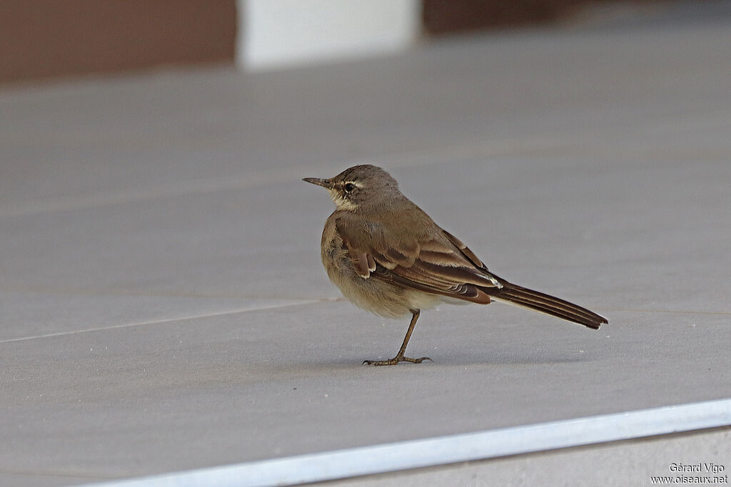 Bergeronnette du Cap