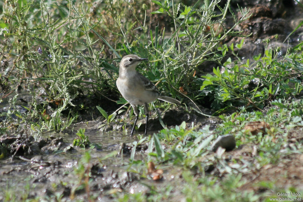 White Wagtailjuvenile