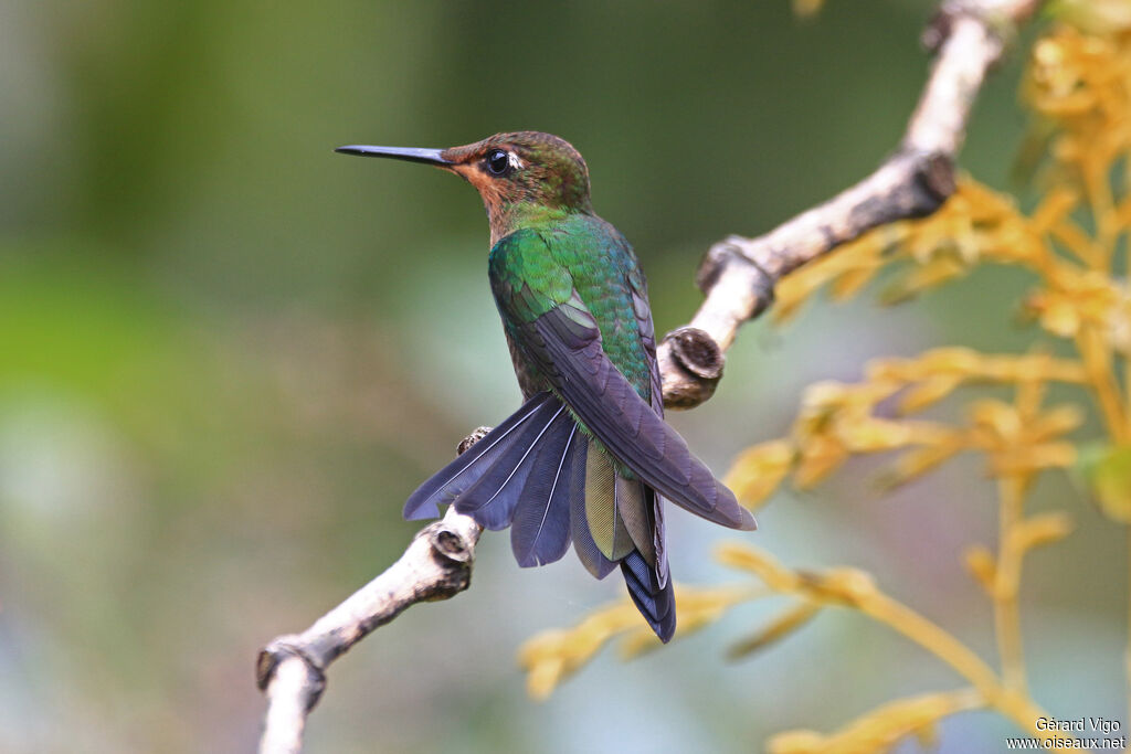 Violet-fronted Brilliant male juvenile