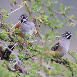 Bruant à moustaches