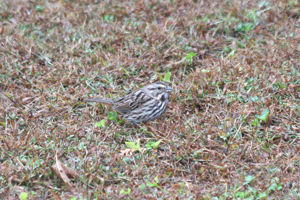 Bruant chanteuradulte