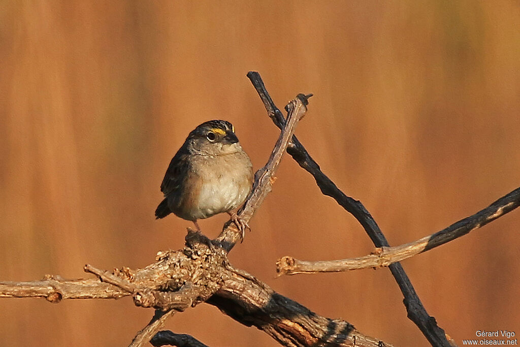Grassland Sparrowadult