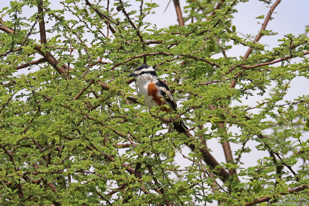 Brubru africain mâle adulte