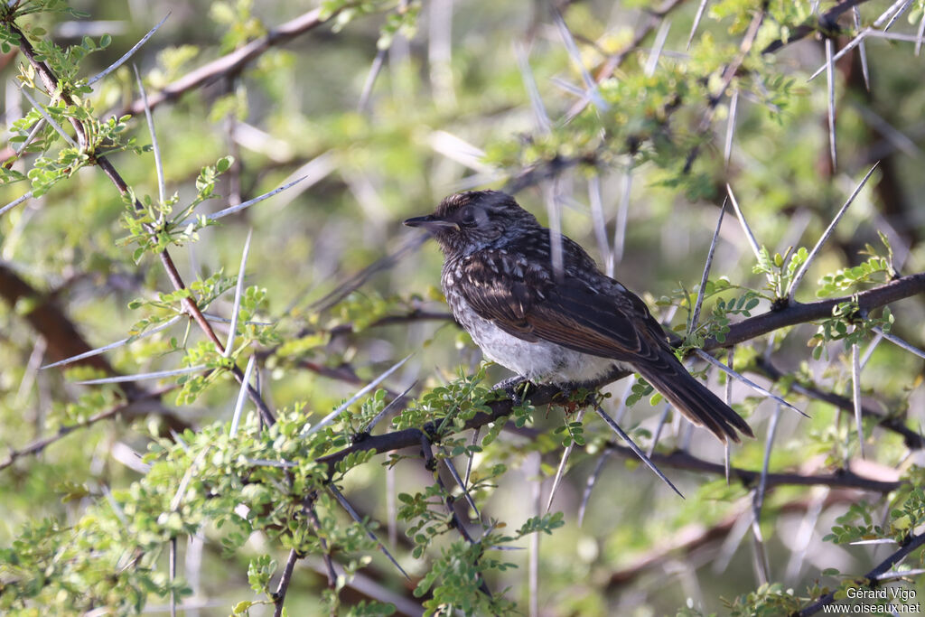 Bulbul brunoirjuvénile