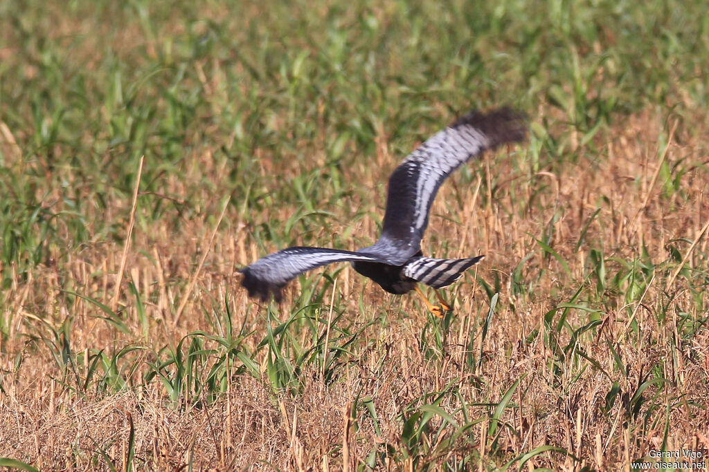 Long-winged Harrieradult, Flight