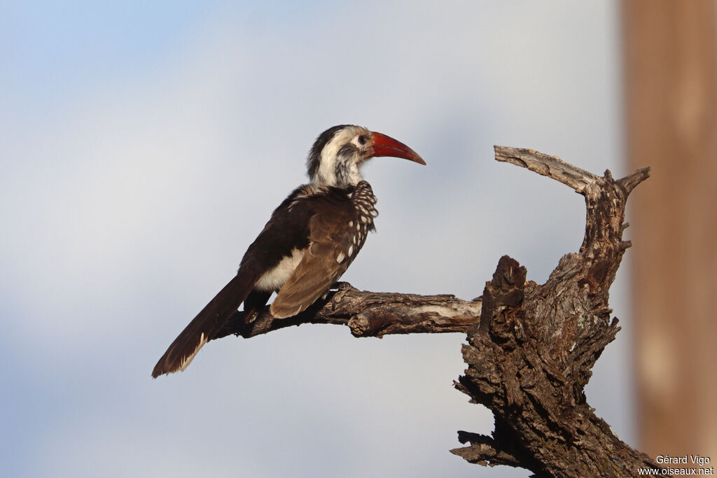 Calao de Damara - Calao de Namibie<br />adulte