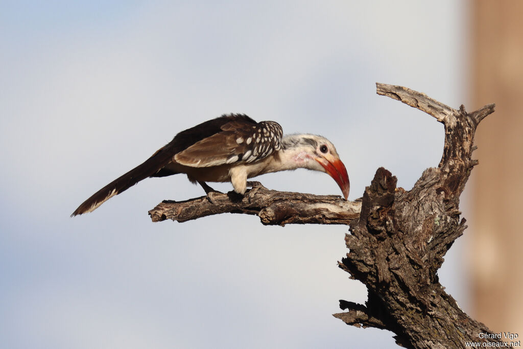 Calao de Damara - Calao de Namibie<br />adulte