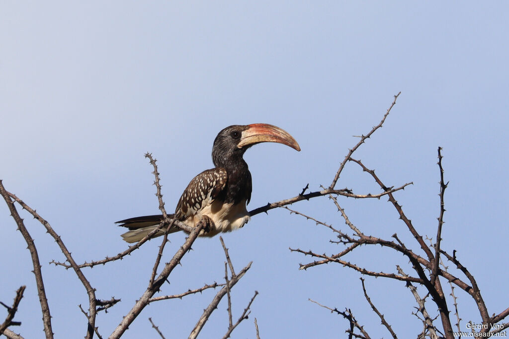 Monteiro's Hornbill