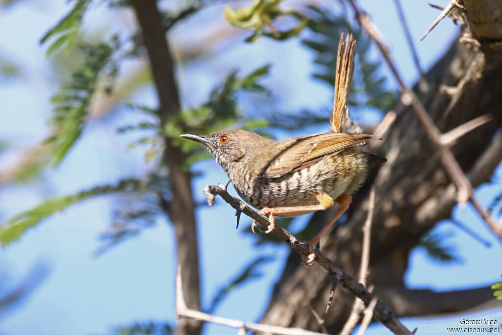 Camaroptère barréeadulte