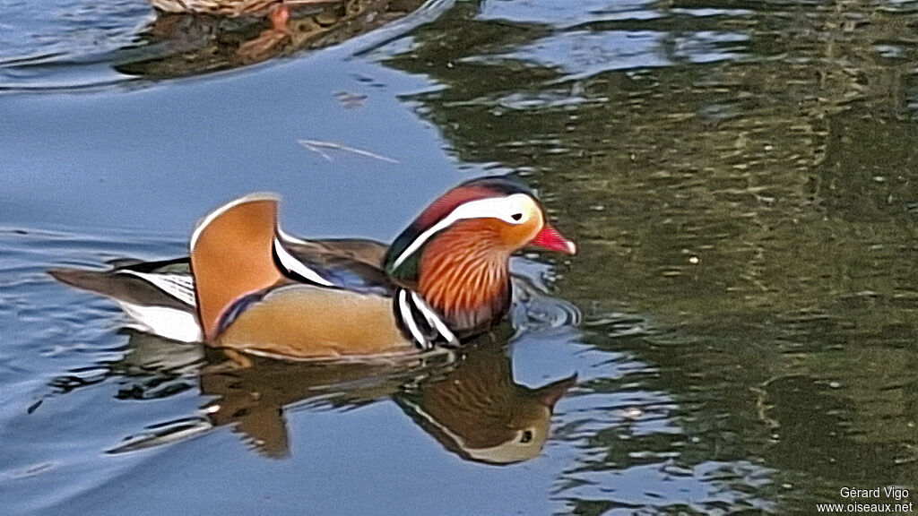 Mandarin Duck male adult