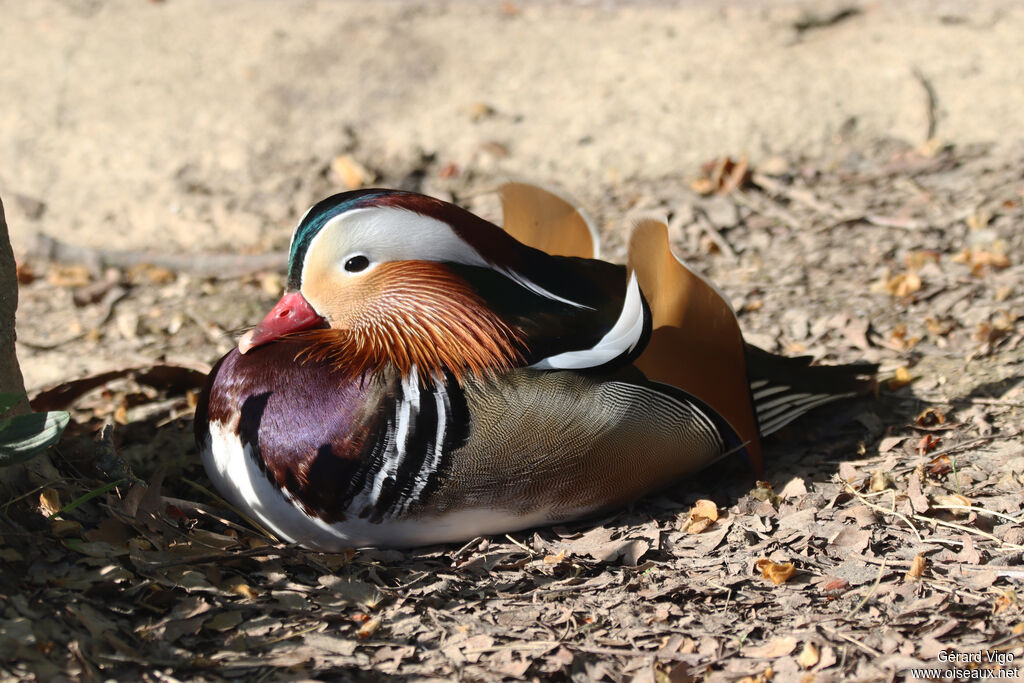 Canard mandarin mâle adulte