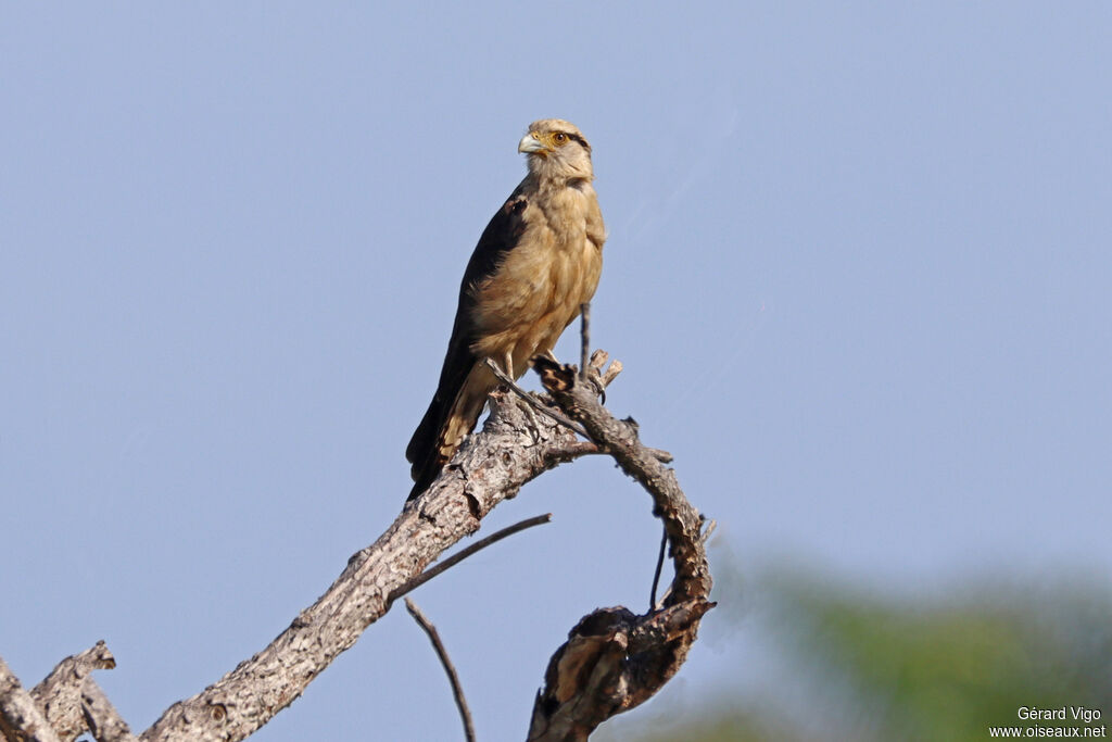 Caracara à tête jauneadulte