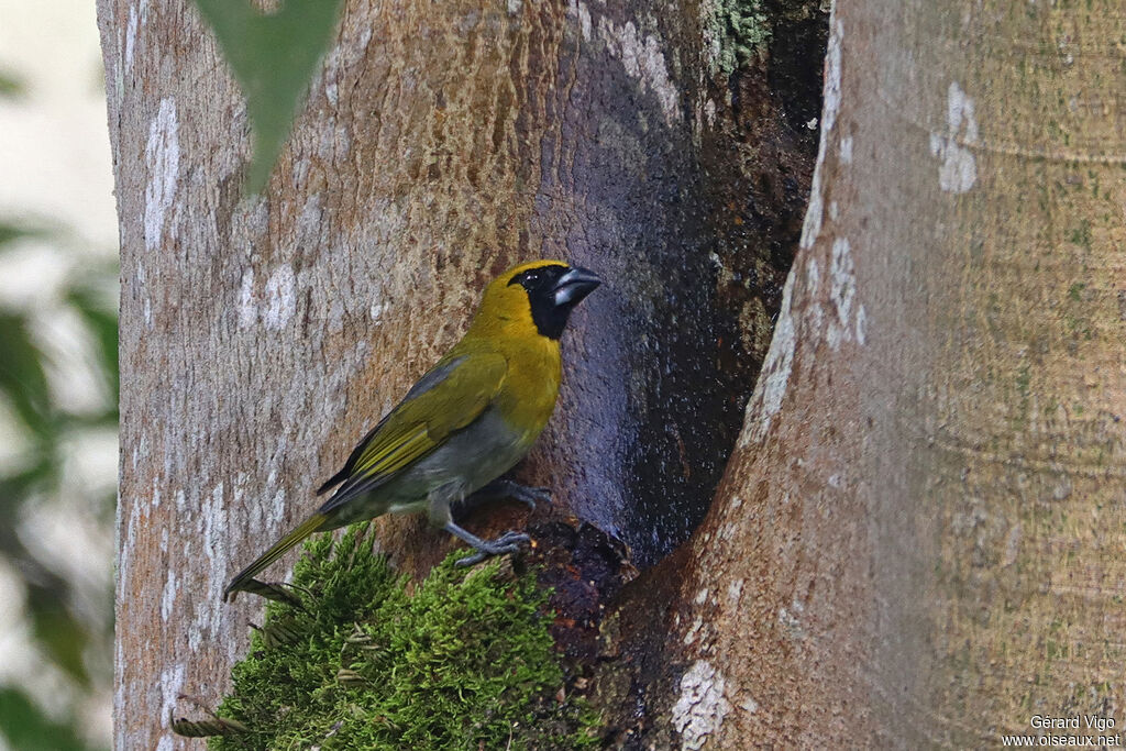 Cardinal à ventre blanc