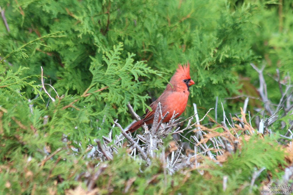 Cardinal rouge mâle adulte