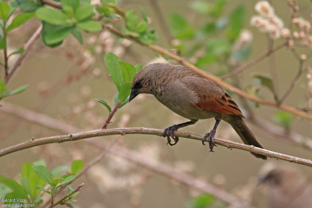 Greyish Baywing