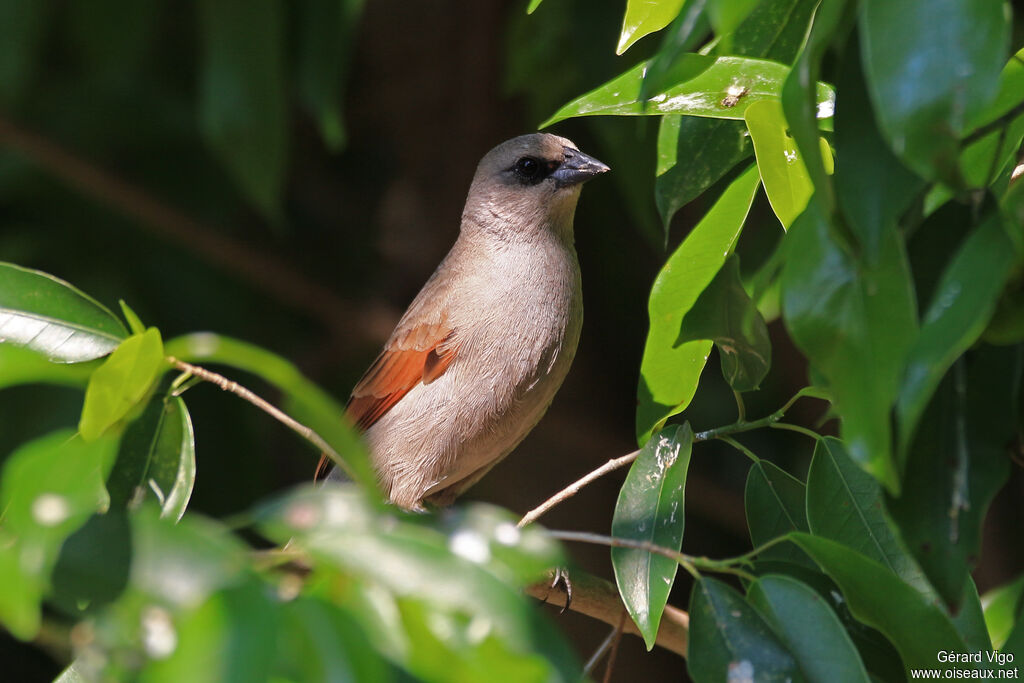 Greyish Baywing