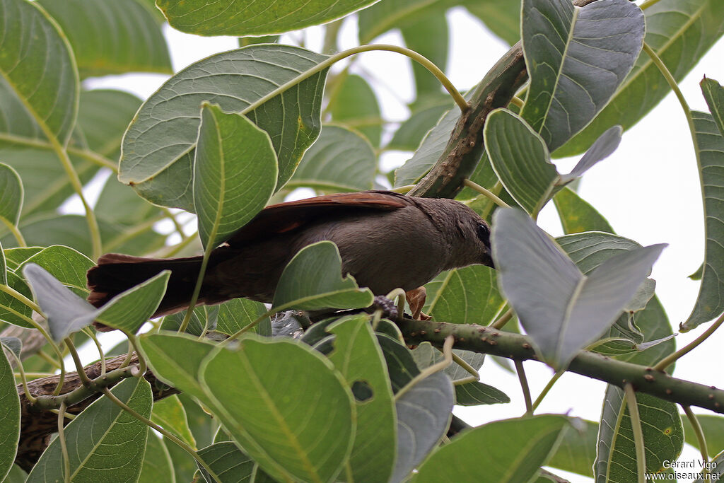Greyish Baywing