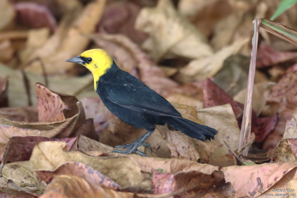 Yellow-hooded Blackbird male adult