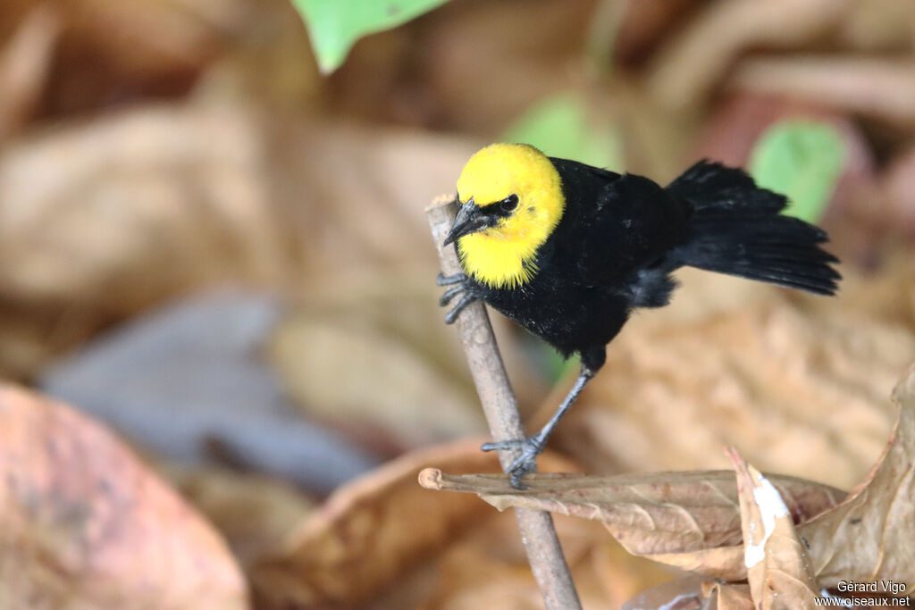 Yellow-hooded Blackbird male adult