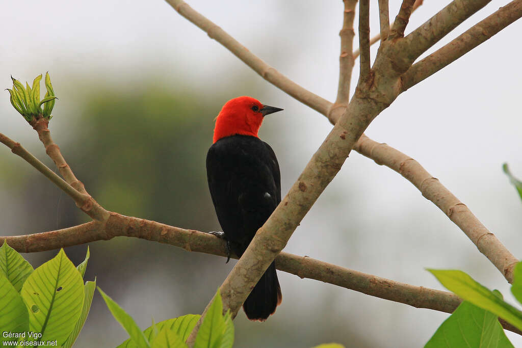 Scarlet-headed Blackbird
