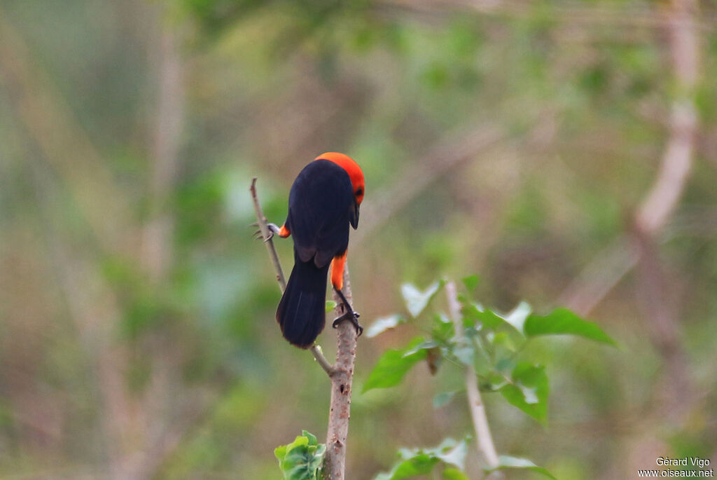 Scarlet-headed Blackbird