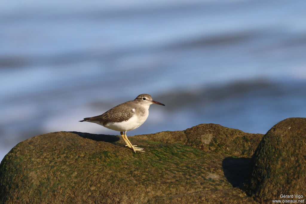 Chevalier griveléadulte