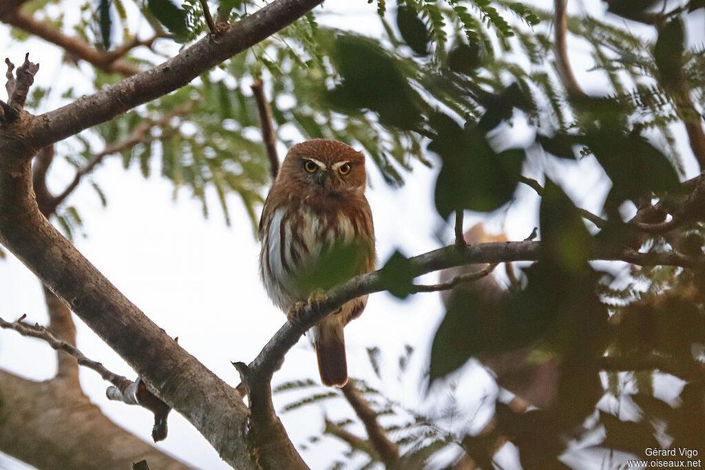 Chevêchette bruneadulte