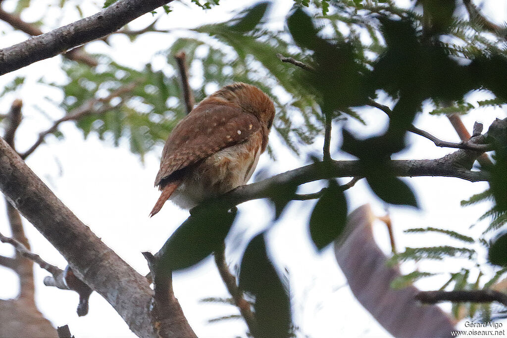 Chevêchette bruneadulte