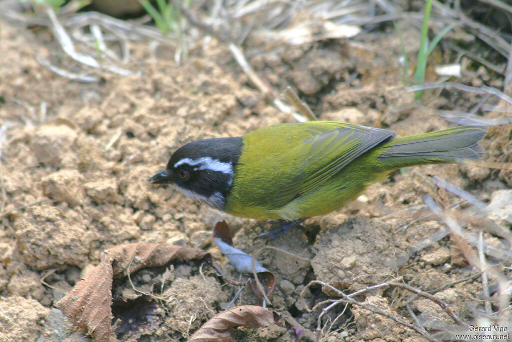 Sooty-capped Chlorospingus