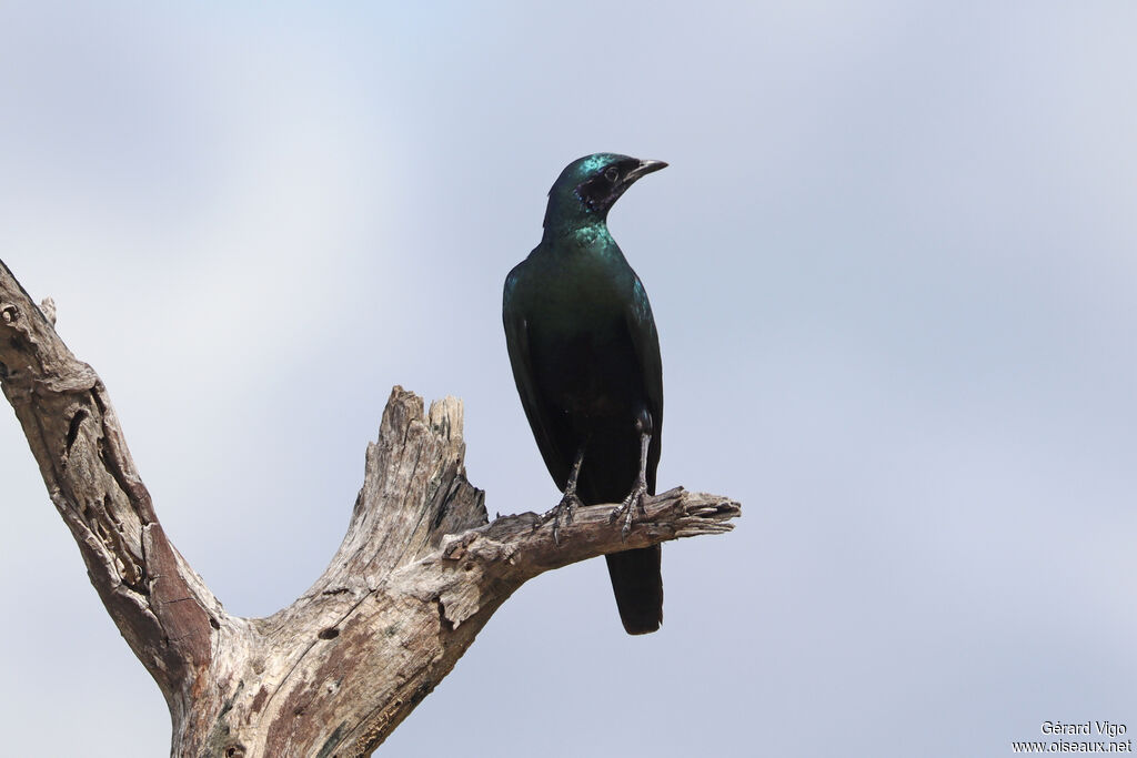 Choucador de Burchell