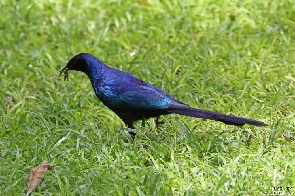 Choucador de Mevesadulte