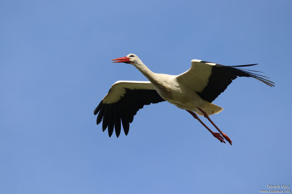 White Storkadult, Flight