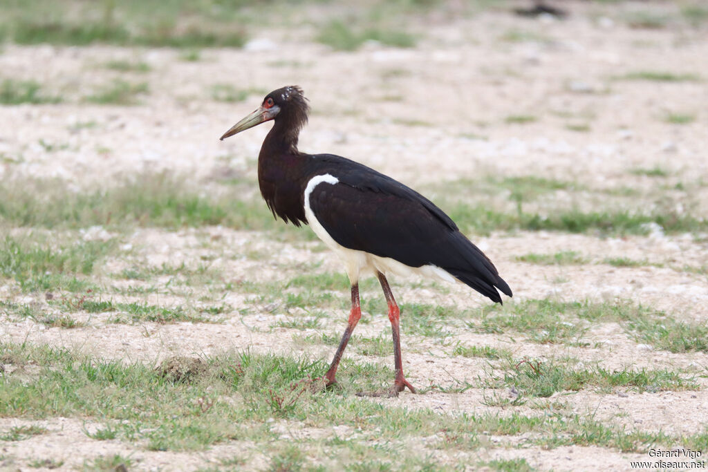 Cigogne d'Abdimadulte