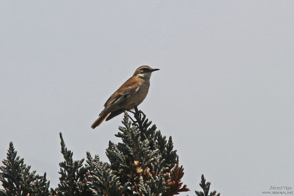 Chestnut-winged Cinclodes