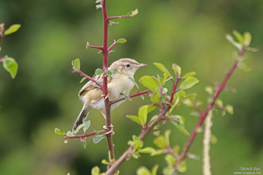 Cisticole du désertadulte