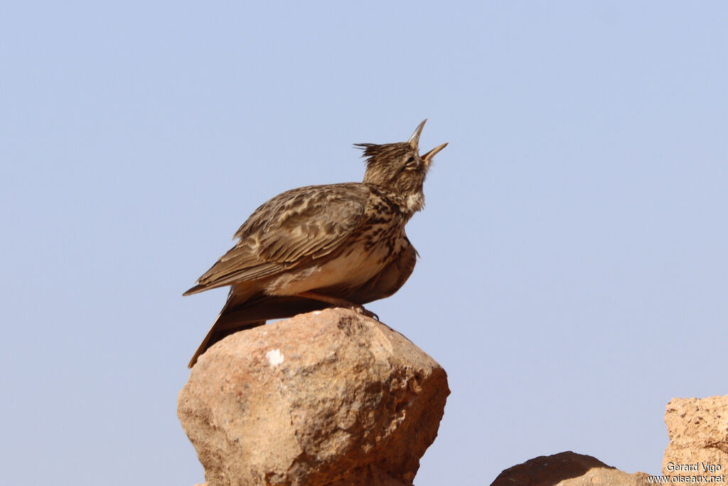 Cochevis de Théklaadulte nuptial, chant