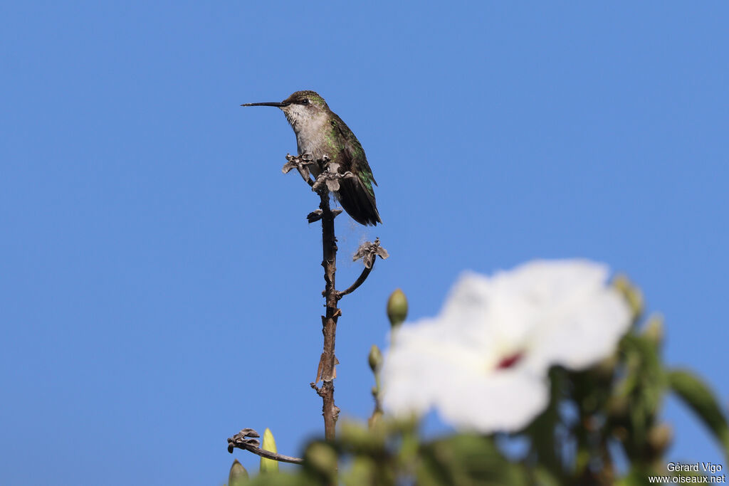 Colibri à gorge rubis femelle adulte