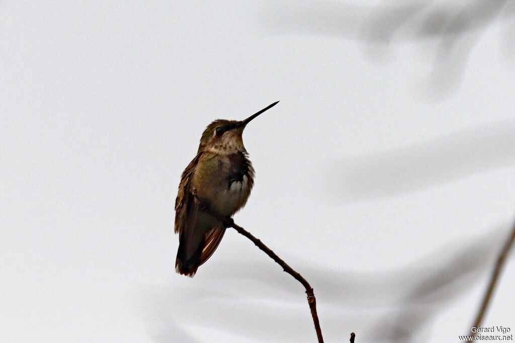 Colibri à gorge rubis mâle juvénile